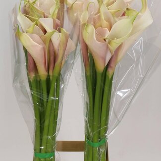 Freshy Zantedeschia Calla Overig | Kleur: Roze | Lengte ± 90 centimeter | Per 10 verse bloemen