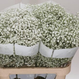 Freshy Gypsophila Paniculata Baby's breath “Cosmic” | Colour: White | Length ± 75 centimeter | Origin Ecuador | Per 25 stems fresh flowers