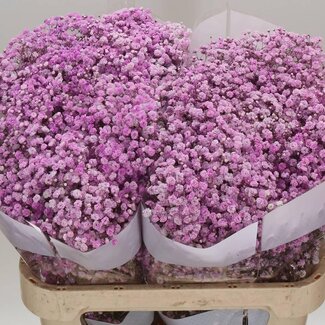 Freshy Gypsophila Gipskruid Kleurbehandeld | Kleur: Lilapaars | Lengte ± 75 centimeter | Per 25 stelen verse bloemen