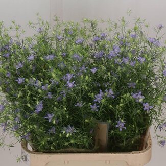 Freshy Nigella Bucharica Love-in-a-mist | Colour: Blue | Length ± 85 centimeter | Per 10 stems fresh flowers