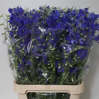 Freshy Delphinium Enkelbloemig Ridderspoor “Volkerfrieden” Extra | Kleur: Blauw | Lengte ± 100 centimeter | Per 10 stelen verse bloemen