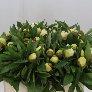 Freshy Paeonia Pioenroos “Sunny Girl” | Kleur: Geel | Lengte ± 55 centimeter | Per 10 verse bloemen