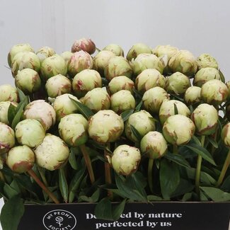 Freshy Paeonia Pioenroos L “Bowl Of Cream” | Kleur: Wit | Lengte ± 60 centimeter | Per 10 verse bloemen
