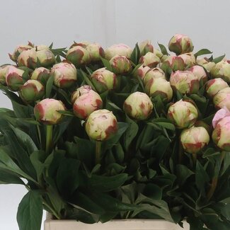 Freshy Paeonia Pfingstrose L “Florence Nicholls” | Farbe: Weiß | Länge ± 45 centimeter | Pro 10 frische Blumen