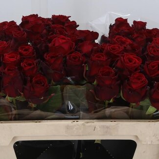 Freshy Rosen “Red Naomi” Größe XL | Farbe: Rot | Länge ± 70 centimeter | Pro 10 Rosen