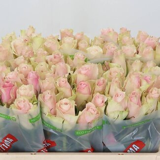 Freshy Rozen “Pink Athena” | Kleur: Roze | Lengte ± 50 centimeter | Per 10 rozen
