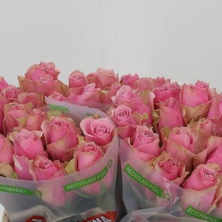 Freshy Rosen “Athena Royale” | Farbe: Rosa | Länge ± 35 centimeter | Pro 20 Rosen