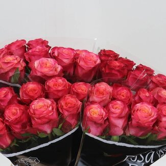 Freshy Rozen “Mai Tai” | Kleur: Roze | Lengte ± 40 centimeter | Per 20 rozen