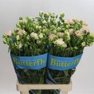 Freshy Ranunculus Ranonkel Butterfly “Ariadne” | Kleur: Wit | Lengte ± 70 centimeter | Per 10 stelen verse bloemen