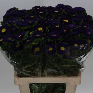 Freshy Callistephus Zomeraster “Spray Blue Dark” | Kleur: Donkerblauw | Lengte ± 70 centimeter | Per 20 verse bloemen