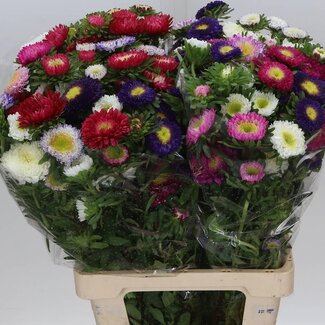 Freshy Callistephus Summer aster “Spray Mix” | Colour: Mixed colours | Length ± 70 centimetre | Per 20 fresh flowers
