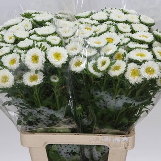 Freshy Callistephus Summer aster “Spray White” | Colour: White | Length ± 70 centimetre | Per 20 fresh flowers