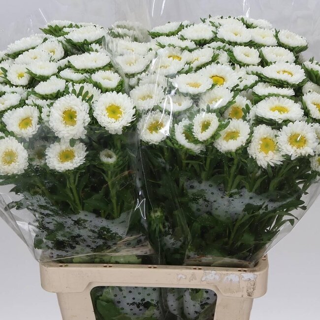 Callistephus Zomeraster “Spray White” | Kleur: Wit | Lengte ± 70 centimeter | Per 20 verse bloemen