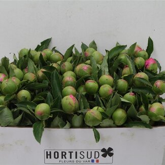 Freshy Paeonia Pfingstrose L “Jules Elie” | Farbe: Lila | Länge ± 60 centimeter | Pro 20 frische Blumen