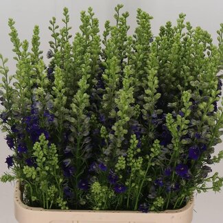 Freshy Consolida Delphinium “Q Bleu foncé” | Couleur: Violet | Longueur ± 90 centimeter | Par 10 tiges de fleurs fraîches