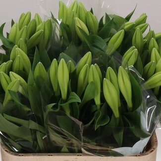 Freshy Lys Longiflorum Aqua “Watch Up” 1 fleur | Couleur: Blanc | Longueur ± 85 centimeter | Par 10 tiges fleurs fraîches