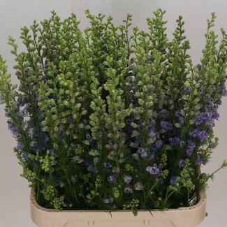 Freshy Consolida Ridderspoor “Q Violet Lilac” | Kleur: Paars | Lengte ± 90 centimeter | Per 10 stelen verse bloemen