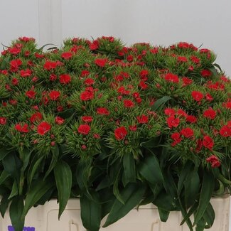 Freshy Sweet William Dianthus Barbatus “Barbarella Z” | Kleur: Pink | Lengte ± 50 centimetre | Per 40 verse bloemen