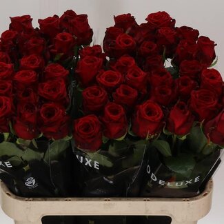 Freshy Roses “Red Naomi” size XL | Colour: Red | Length ± 80 centimetre | Per 10 roses