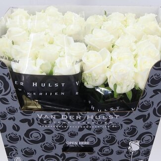 Freshy Roses “Noelia” | Colour: White | Length ± 70 centimeter | Per 10 roses