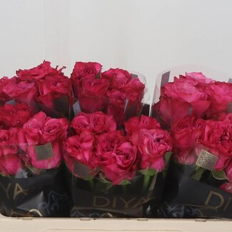 Freshy Rozen “Country Blues” | Kleur: Roze | Lengte ± 50 centimeter | Per 10 rozen
