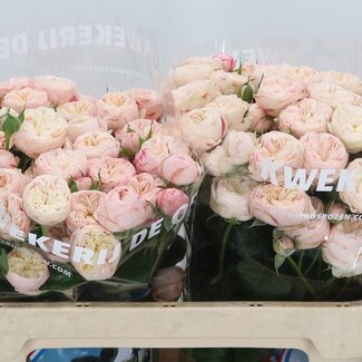 Freshy Trosroos “Royal Blush” | Kleur: Wit Roze | Lengte ± 70 centimeter | Per 10 rozen