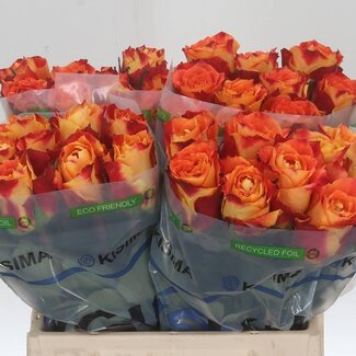 Freshy Rozen “Silantoi” | Kleur: Oranje | Lengte ± 40 centimeter | Per 20 rozen