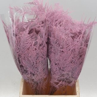 Freshy Asparagus court | Couleur: Rose clair | Longueur ± 45 centimètre | Par 50 branches