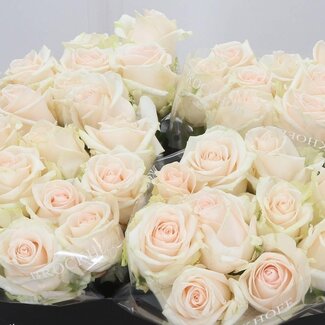 Freshy Rozen “Sweet Caroline” | Kleur: Roze | Lengte ± 55 centimeter | Per 10 rozen