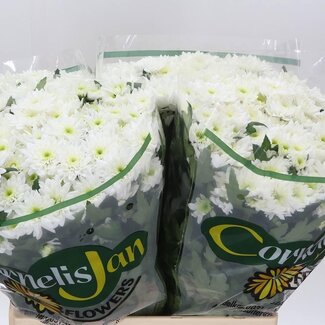 Freshy Troschrysant Aqua “Euro” | Kleur: Wit | Lengte ± 65 centimeter | Per 20 stelen verse bloemen