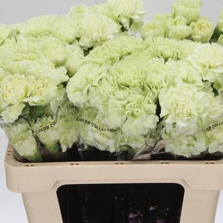 Freshy Short Carnation “Prado Mint” | Colour: Green | Length ± 55 centimeter | Per 20 fresh flowers
