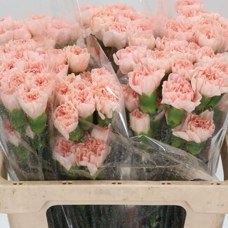 Freshy Kurze Nelke “Novia” | Farbe: Rosa | Länge ± 55 centimeter | Pro 20 frische Blumen