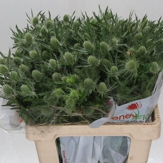 Freshy Eryngium Kreuzdistel “Magical White Lagoon” | Farbe: Weiß | Länge ± 60 centimeter | Pro 10 Stielen frische Blumen