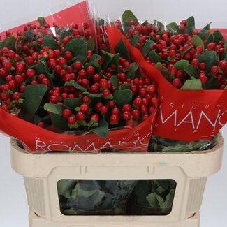Freshy Hypericum Hertshooi “True Romance” | Kleur: Rood | Lengte ± 70 centimeter | Per 25 stelen