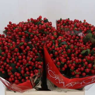 Freshy Hypericum Hertshooi “True Romance” XXL | Kleur: Rood | Lengte ± 60 centimeter | Per 25 stelen