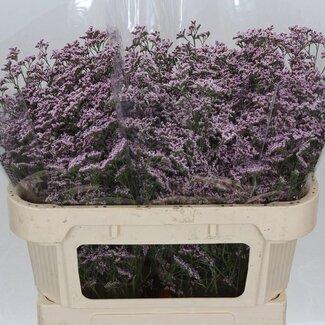 Freshy Limonium Safora “Oshi Pink” | Kleur: Paars | Lengte ± 70 centimeter | Per 25 stelen verse bloemen