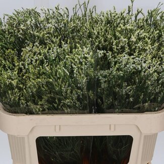 Freshy Limonium Statice Sinuata “Cool Diamond” | Kleur: Wit | Lengte ± 70 centimeter | Per 25 stelen verse bloemen
