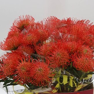 Freshy Leucospermum Nutans “Succession” | Kleur: Rood | Lengte ± 50 centimeter | Per 10 stelen verse bloemen