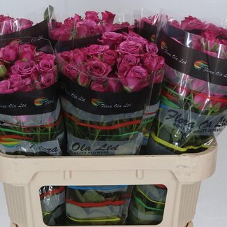 Freshy Rose en bouquet “Fiction” | Couleur: Violet | Longueur ± 70 centimeter | Par 10 roses