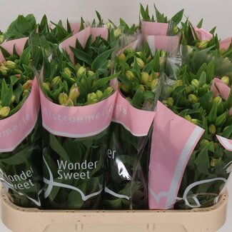 Freshy Alstroemeria “Wonder Sweet” | Kleur: Roze | Lengte ± 75 centimeter | Per 10 stelen verse bloemen