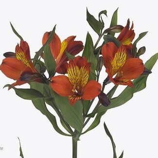 Freshy Korte Alstroemeria “Hiphop” | Kleur: Oranje | Lengte ± 60 centimeter | Per 20 stelen verse bloemen