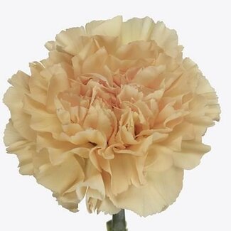 Freshy Hollandse Anjer “Crimea” | Colour: Yellow | Length ± 60 centimetre | Per 20 fresh flowers
