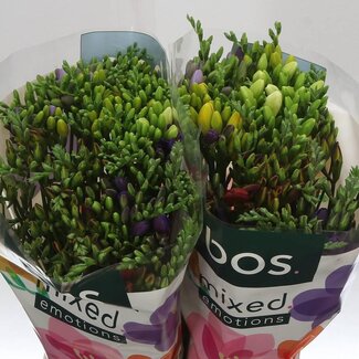 Freshy Enkelbloemige Freesia Gemengd | Kleur: Gemengde Kleuren | Lengte ± 50 centimeter | Per 50 verse bloemen