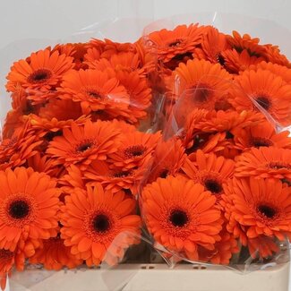 Freshy Germini Aqua “Bison” | Kleur: Oranje | Lengte ± 50 centimeter | Per 20 verse bloemen