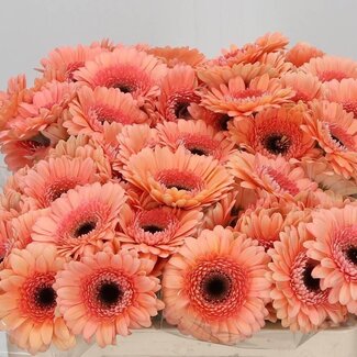 Freshy Germini Aqua “Cookie N Cream” | Couleur: Orange Rose | Longueur ± 50 centimeter | Par 20 fleurs fraîches