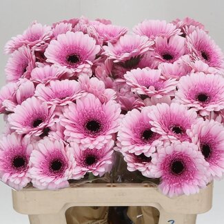 Freshy Germini Aqua “Herrera” | Kleur: Roze | Lengte ± 50 centimeter | Per 20 verse bloemen
