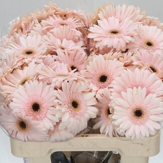 Freshy Germini Aqua “Macaron” | Kleur: Roze | Lengte ± 50 centimeter | Per 20 verse bloemen