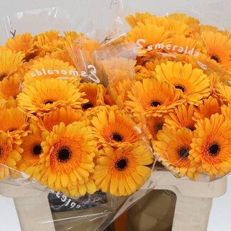 Freshy Germini Aqua “Tweety” | Couleur: Jaune | Longueur ± 50 centimeter | Par 20 fleurs fraîches