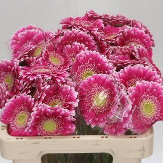 Freshy Germini Aqua “Wonderwall” | Kleur: Roze | Lengte ± 50 centimeter | Per 20 verse bloemen