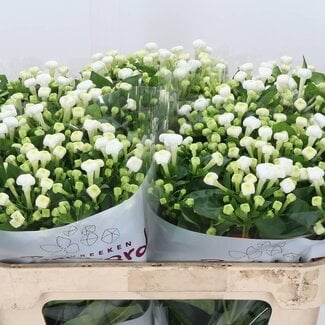 Freshy Single-flowered Bouvardia “White Sensation” | Colour: White | Length ± 70 centimeter | Per 10 stems fresh flowers